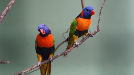 Red-collared lorikeet|Psittaciformes|Trichoglossus|Trichoglossus|紅領吸蜜鸚鵡| rubritorquis红领彩虹鹦鹉