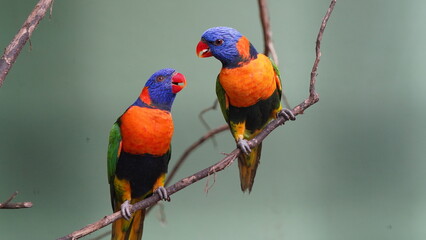 Obraz premium Red-collared lorikeet|Psittaciformes|Trichoglossus|Trichoglossus|紅領吸蜜鸚鵡| rubritorquis红领彩虹鹦鹉