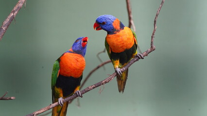 Red-collared lorikeet | Psittaciformes| Trichoglossus|Trichoglossus| 紅領吸蜜鸚鵡 | rubritorquis红领彩虹鹦鹉