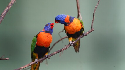 Red-collared lorikeet|Psittaciformes|Trichoglossus|Trichoglossus|紅領吸蜜鸚鵡| rubritorquis红领彩虹鹦鹉