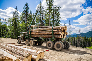 Lumberjack with modern harvester working in a forest. Forest industry. Felling of trees,cut trees,...