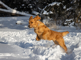 A seven month old Golden Retriever pup jumps through sparkling white snow on a sunny winter day.