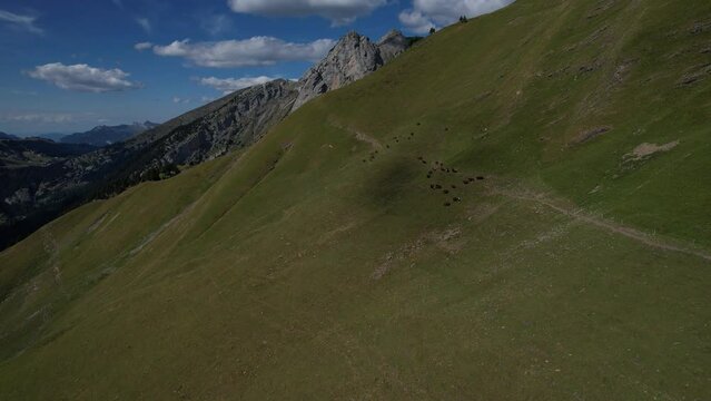 Vaches dans les Alpes