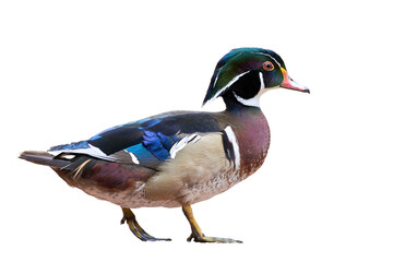 Wood duck or Carolina duck Isolated (Aix sponsa) - Powered by Adobe