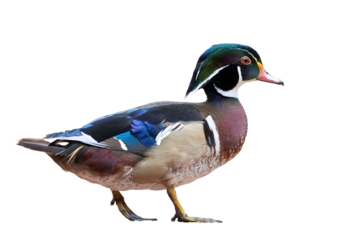 Wood duck or Carolina duck Isolated (Aix sponsa)