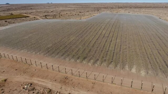 Aerial view of vineyards of a farm outside Upington, South Africa