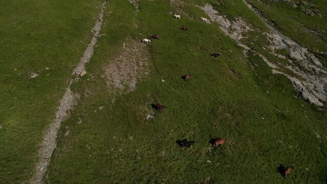 Chèvres dans les Alpes
