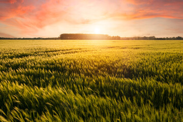 Beautiful sunset over the wheat field, developing wheat, beautiful golden wheat field, cultivated agricultural land - 559179707