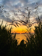 sunset in the field