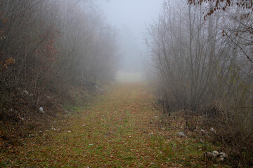 forest path in the fog