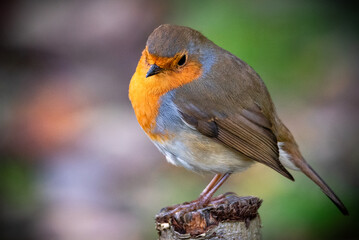 Little Robin Bird one a tree stump