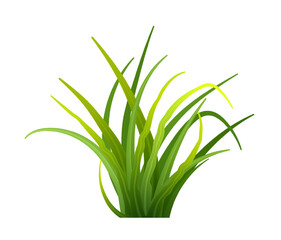 Bunch spring fresh greens isolated. Realistic Green grass. Vector , PNG objects isolated.