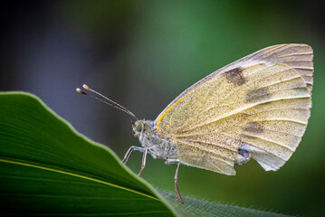 butterfly on leaf