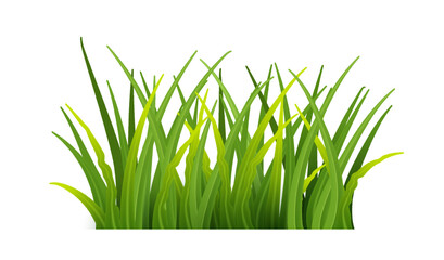 Plant stems for front plan nature illustration isolated. Green grass realistic. Detailed fresh green vector grass. PNG,