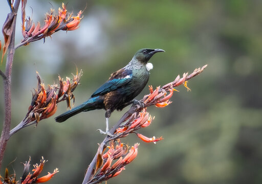 Native NZ Tui bird on flax flower stem