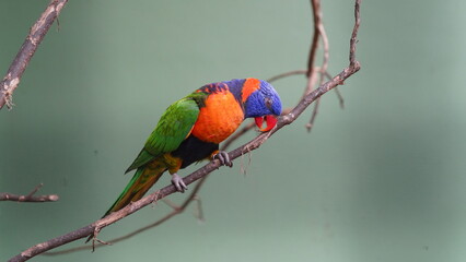 Red-collared lorikeet|Psittaciformes|Trichoglossus|Trichoglossus|紅領吸蜜鸚鵡| rubritorquis红领彩虹鹦鹉