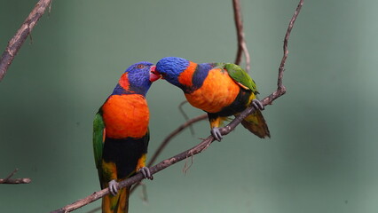 Red-collared lorikeet Psittaciformes Trichoglossus Trichoglossus 紅領吸蜜鸚鵡  rubritorquis红领彩虹鹦鹉「Red-collared lorikeet」（学名：Trichoglossus rubritorquis）は、「紅領吸蜜鸚鵡」としても知られる小型の鳥の種です。 © Jimmy