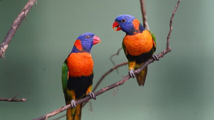 Red-collared lorikeet|Psittaciformes|Trichoglossus|Trichoglossus|紅領吸蜜鸚鵡| rubritorquis红领彩虹鹦鹉