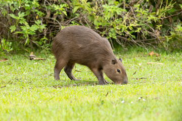 The lonely capybara grazing on a lawn. The capybara is the largest rodent in the world. Species Hydrochoerus hydrochaeris. Wildlife. Thick. animal lover.