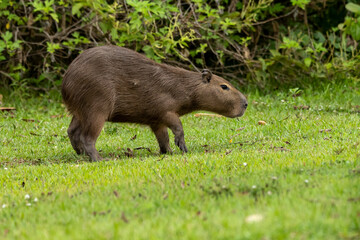 The lonely capybara grazing on a lawn. The capybara is the largest rodent in the world. Species Hydrochoerus hydrochaeris. Wildlife. Thick. animal lover.