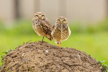 The couple of Burrowing Owl or Luck owl on top of a termite mound. Species Athene Cunicularia. The big yellow eyes of american owl. Bird lover. Birdwatching. Birding.