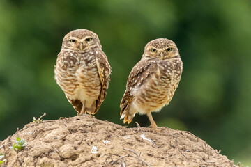 The couple of Burrowing Owl or Luck owl on top of a termite mound. Species Athene Cunicularia. The big yellow eyes of american owl. Bird lover. Birdwatching. Birding.