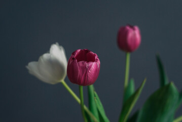 Fototapeta premium Pink and white tulips in a vase on a gray background.