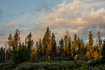 Morning Light Hits The Tips Of Pine Forest In The Backcountry of Yosemite