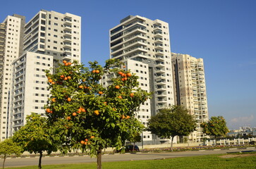 Fototapeta premium Construction of a residential building. Construction crane, tree with orange fruits. Garden next to an apartment building. Concept: buying a home, investment, mortgage, loan, price increase, real esta