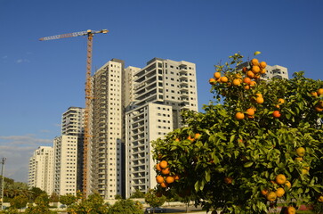 Fototapeta premium real estate in israel. Beautiful new buildings, apartment buildings. Modern housing. Concept: investment, loan, mortgage, rent, sale. Orchard with orange trees near the house