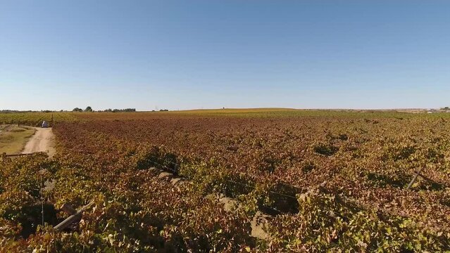 Aerial view of vineyards of a farm outside Upington, South Africa