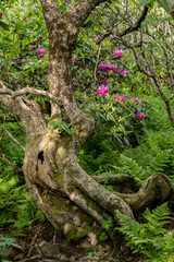 Gnarly Tree and Rhododendron Bushes