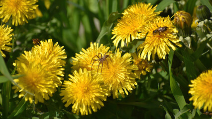 Yellow dandelions in the grass. A spider sits dandelion flower. 