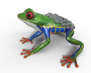 Frog/Red-Eyed Amazon Tree Frog with eggs (Agalychnis Callidryas) 3d rendering