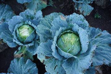head of cabbage on the ground