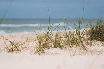 Grass in Sand Dunes