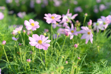 Colorful flowers are blooming fresh in the morning of spring garden with soft sunlight.