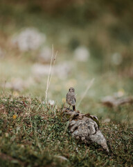 Single bird standing on rock in field