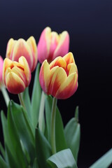 Fototapeta premium Beautiful flower in black vase on black background , process in vintage style