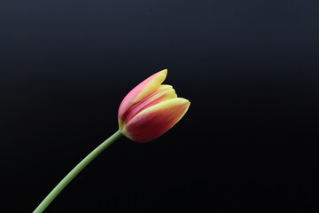 Beautiful flower in black vase on black background , process in vintage style