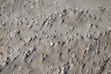 Muscheln im Strand von Texel
