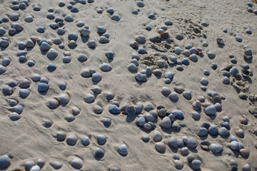 Muscheln im Strand auf Texel