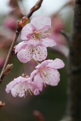 雨に濡れる知恩寺の富士桜