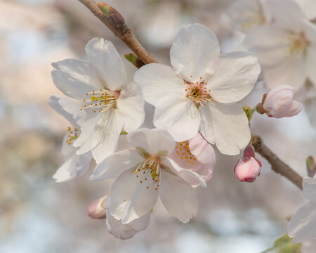 closeup macro of soft white cherry blossom flower on branch in spring - Powered by Adobe