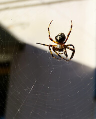The spider sits in the center of its web and waits for prey.