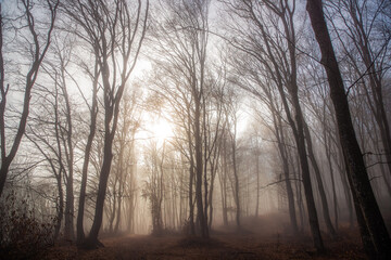foggy forest in late autumn