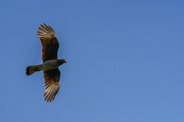 Chimango with open wings flying in clear blue sky.
The Chimango is a species of falconiform bird of the Falconidae family native to the southern cone of South America. It is found in continental and i