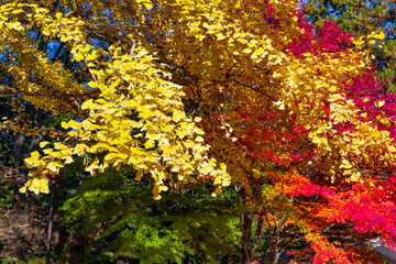 山梨県富士吉田市　新倉山浅間公園の紅葉