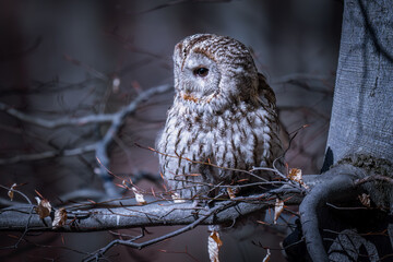 Tawny owl (Strix aluco) in the spring forest