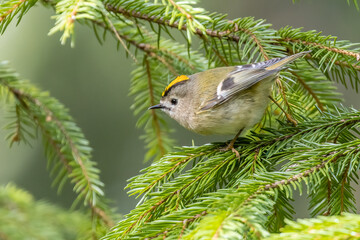 Goldcrest